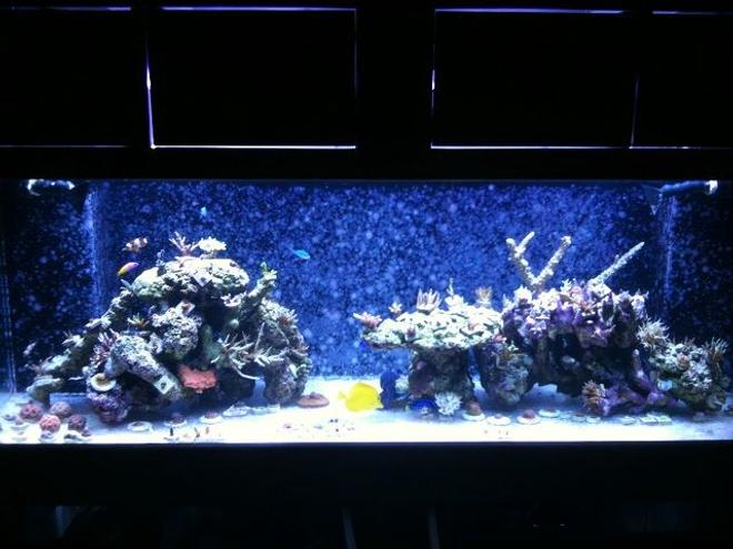 180 gallons reef tank (mostly live coral and fish) - reef