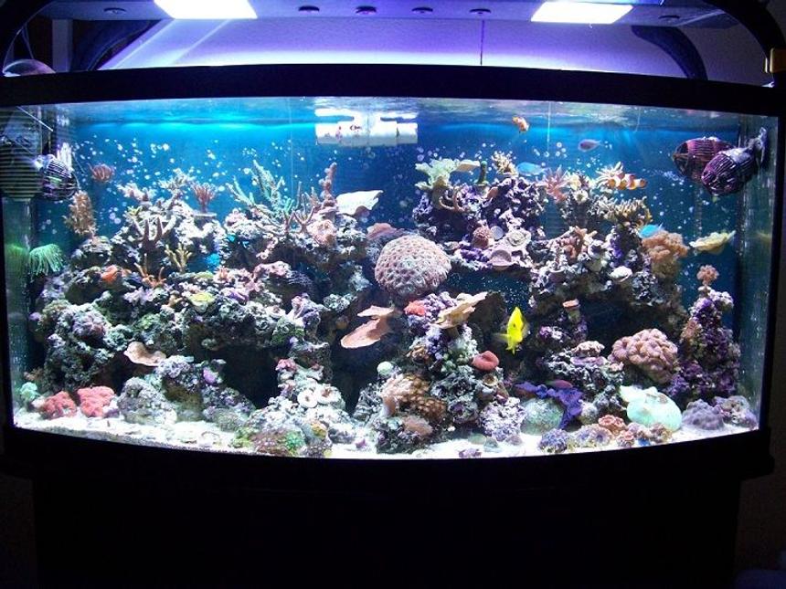 Rated #5: 180 Gallons Reef Tank - 72g