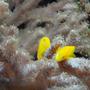 saltwater fish - gobiodon okinawae - clown goby, yellow stocking in 39 gallons tank - Yellow Clown Gobies