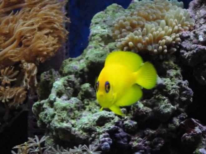 saltwater fish - centropyge flavissima - lemonpeel angelfish stocking in 39 gallons tank - lemonpeel angel