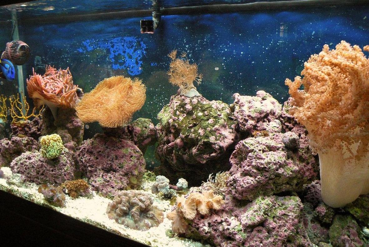 75 gallons reef tank (mostly live coral and fish) - My tank 6months later. This picture really doesn't do it much justice! PLEASE BELIEVE ME.... IT LOOKS A HELL OF A LOT BETTER IN PERSON!