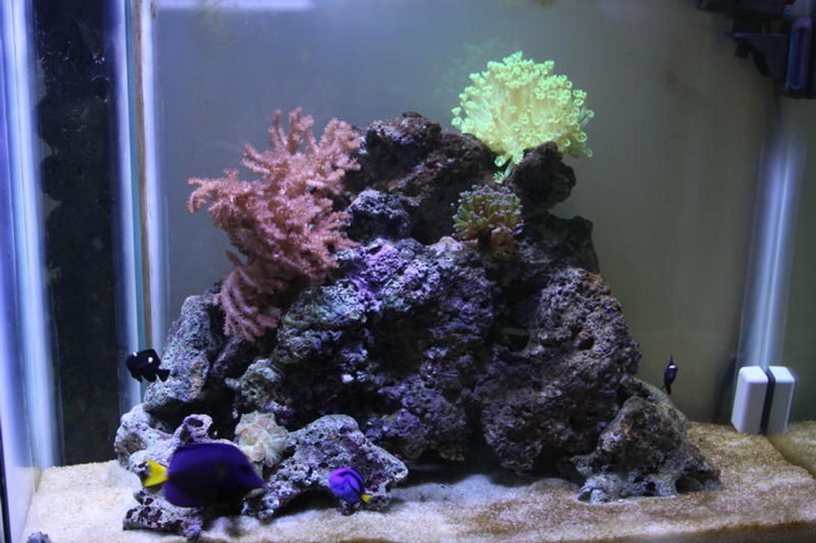 55 gallons reef tank (mostly live coral and fish) - my 55 galon reef and fish tank