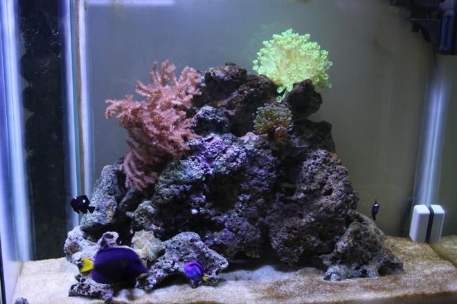 55 gallons reef tank (mostly live coral and fish) - my 55 galon reef and fish tank