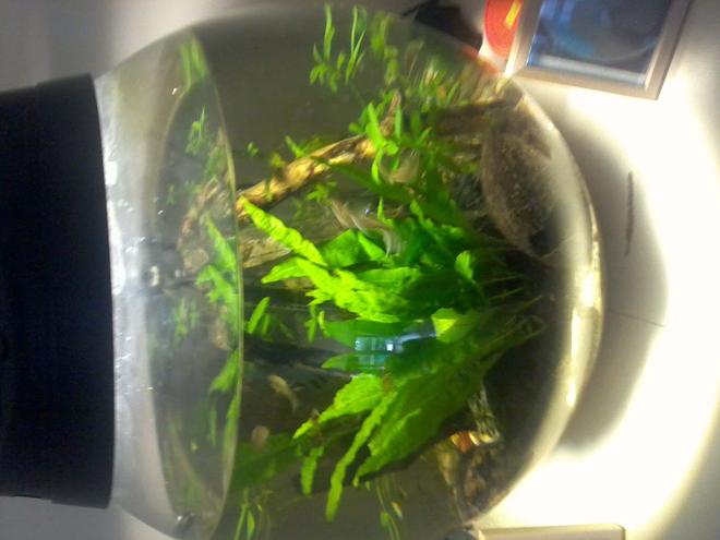 8 gallons planted tank (mostly live plants and fish) - aqua el 42 ltr tank