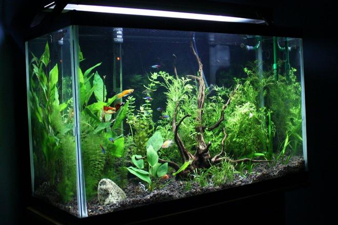 29 gallons planted tank (mostly live plants and fish) - newly scaped tank