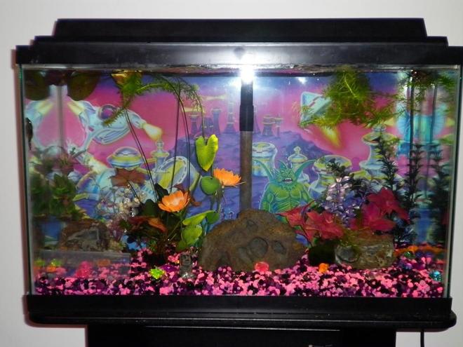29 gallons freshwater fish tank (mostly fish and non-living decorations) - 29g freshwater with mostly artificial plants and some live ones. Fish include an African butterfly fish, a blue angelfish, 5 cories, a bushynose pleco, a crayfish, and a snail.