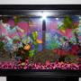 29 gallons freshwater fish tank (mostly fish and non-living decorations) - 29g freshwater with mostly artificial plants and some live ones. Fish include an African butterfly fish, a blue angelfish, 5 cories, a bushynose pleco, a crayfish, and a snail.