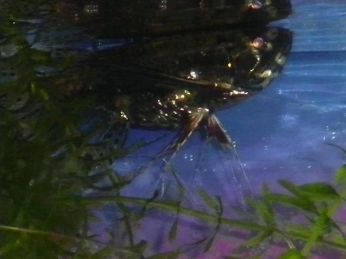 freshwater fish - pantodon buchholzi - african butterfly fish stocking in 29 gallons tank - Grossy is a very photogenic fish. He's absolutely my favorite guy in the tank right now.
