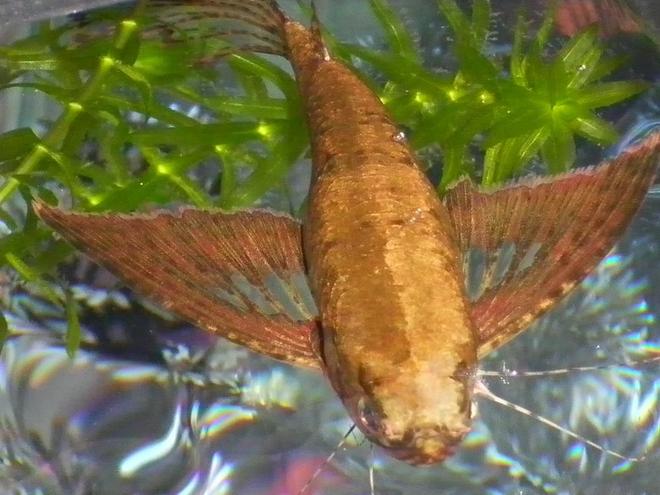 freshwater fish - pantodon buchholzi - african butterflyfish stocking in 29 gallons tank - African butterfly fish