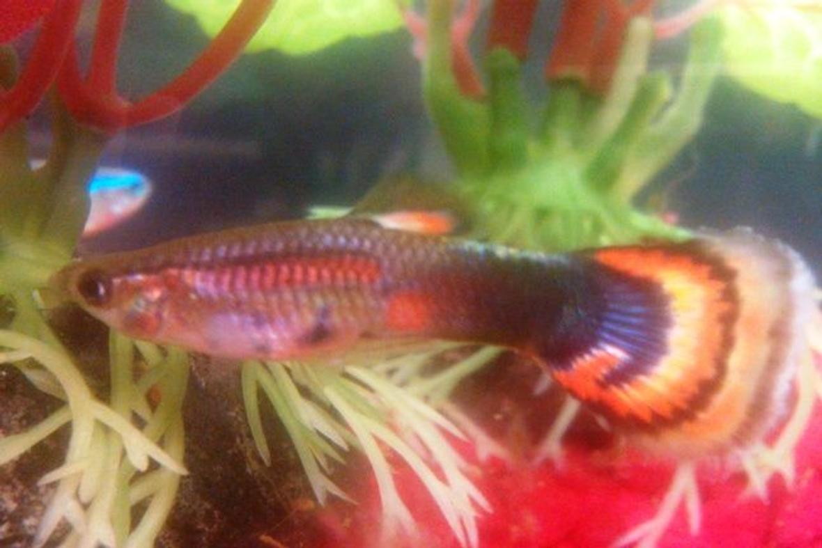 freshwater fish - poecilia reticulata - guppy stocking in 3 gallons tank - A guppy with a flame spiral on his tail. His name is Fireball.