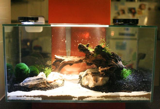 6 gallons planted tank (mostly live plants and fish) - Fluval Edge 6 gallons
Moss balls and Java moss