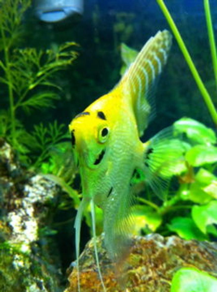 Rated #30: Freshwater Fish - Pterophyllum Sp. - Koi Angel Stocking In 55 Gallons Tank - My angle fish. I'm lucky it loves the camera. when I hold the camera to the tank she just swims over.