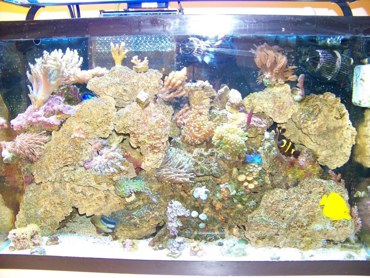 29 gallons reef tank (mostly live coral and fish) - My 29G Tank