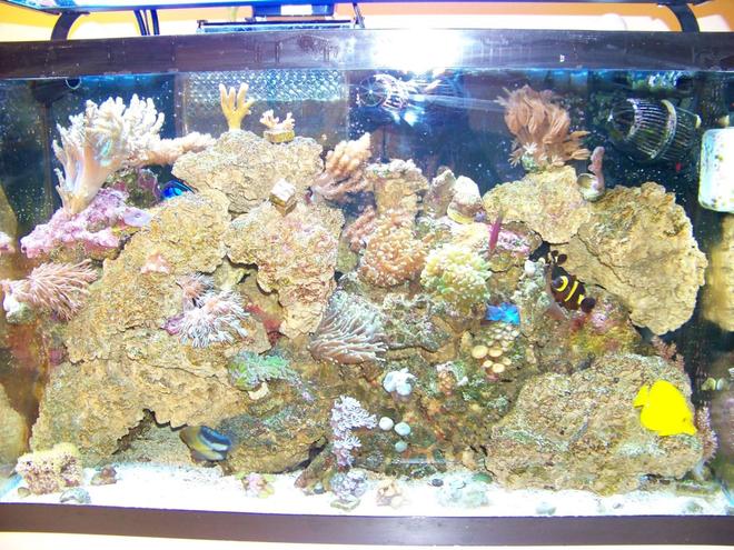 29 gallons reef tank (mostly live coral and fish) - My 29G Tank