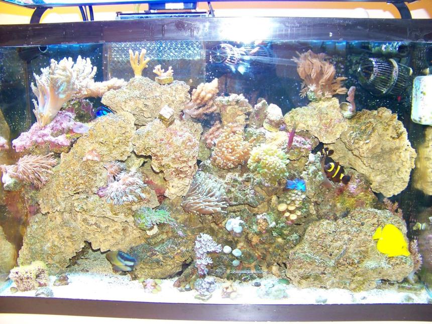 Rated #102: 29 Gallons Reef Tank - My 29G Tank
