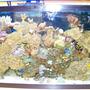 29 gallons reef tank (mostly live coral and fish) - My 29G Tank