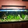 135 gallons planted tank (mostly live plants and fish) - My planted tank.