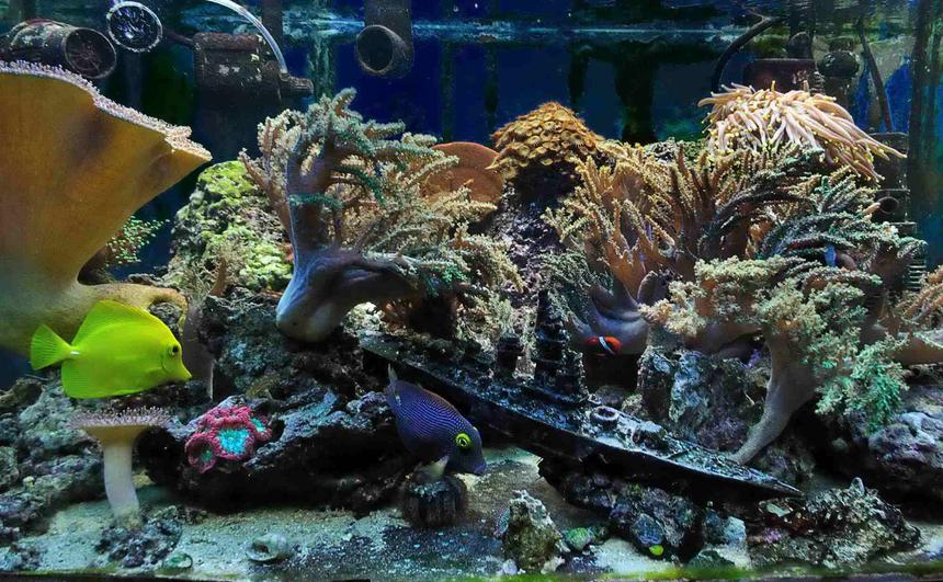 Rated #65: 50 Gallons Reef Tank - 50 gallon reef (5 years experience, last 4 in place)