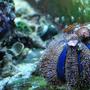 fish tank picture - Blue Tuxedo Urchin with Zoanthids