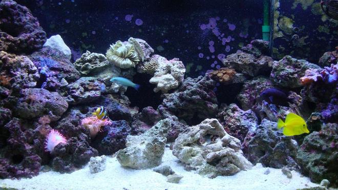 46 gallons reef tank (mostly live coral and fish) - Latest tank resurrection after crash of spring '09.