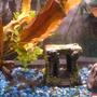29 gallons planted tank (mostly live plants and fish) - Red plants, blue gravel; the 3-D aquatic