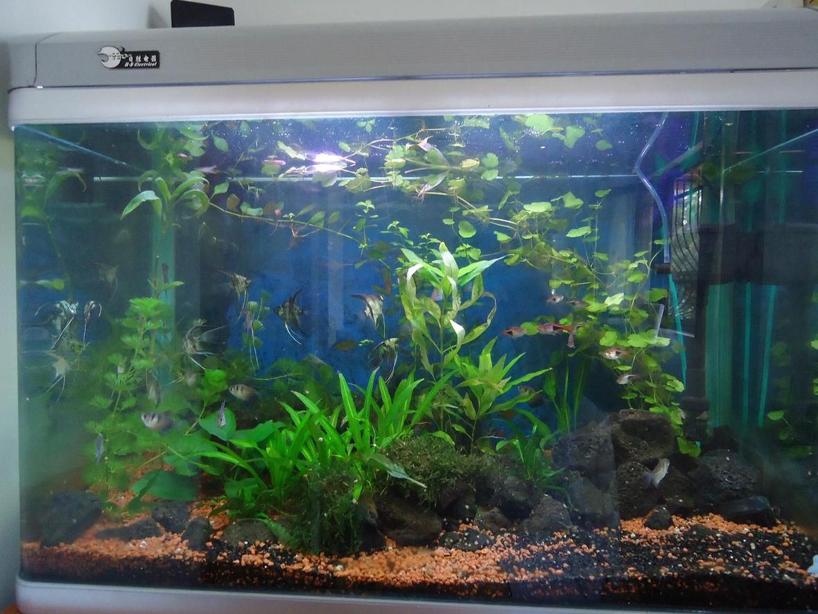 42 gallons planted tank (mostly live plants and fish) - general view