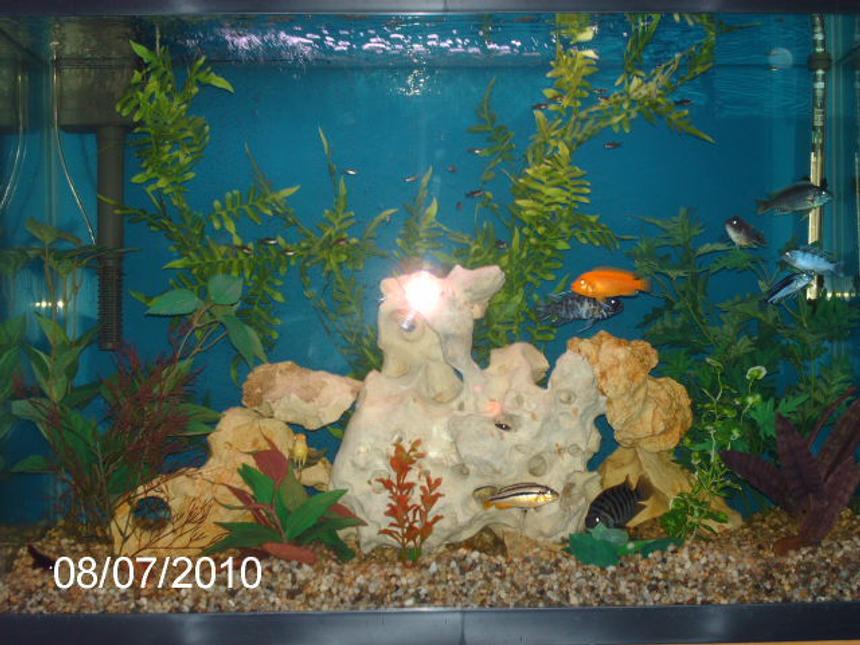 Rated #316: 45 Gallons Freshwater Fish Tank - Redecorated 8-7-08.