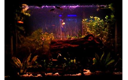 30 gallons planted tank (mostly live plants and fish) - Nice piece of driftwood nestled between a variety of plants.