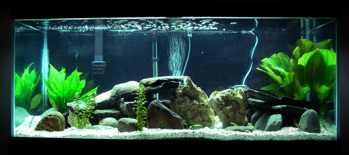 75 gallons freshwater fish tank (mostly fish and non-living decorations) - This is my newest set up. With rocks, plants and hidden are a managuense, dovii, jack dempsey, figure eight puffer, green spotted puffer, pleco and a cat.