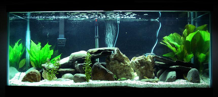 Rated #41: 75 Gallons Freshwater Fish Tank - This is my newest set up. With rocks, plants and hidden are a managuense, dovii, jack dempsey, figure eight puffer, green spotted puffer, pleco and a cat.