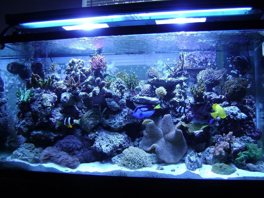 Rated #36: 90 Gallons Reef Tank - 90 gallon reef