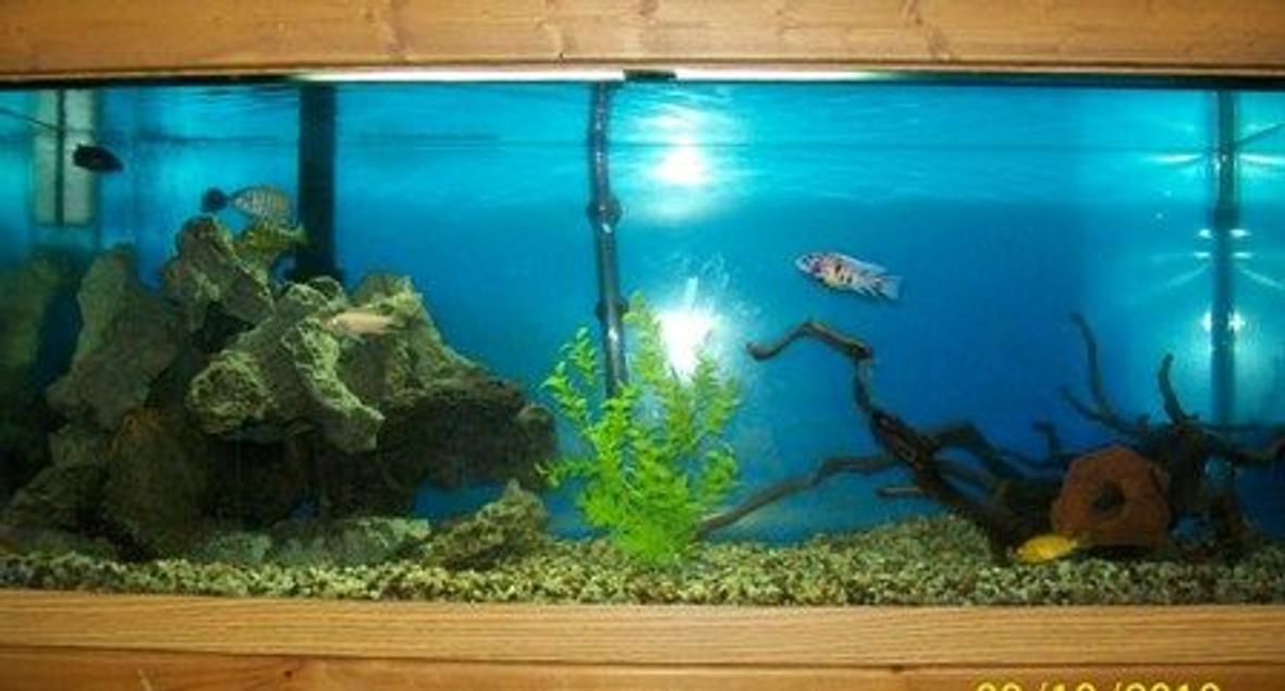 75 gallons freshwater fish tank (mostly fish and non-living decorations) - 75 Gallon Cichlid Tank