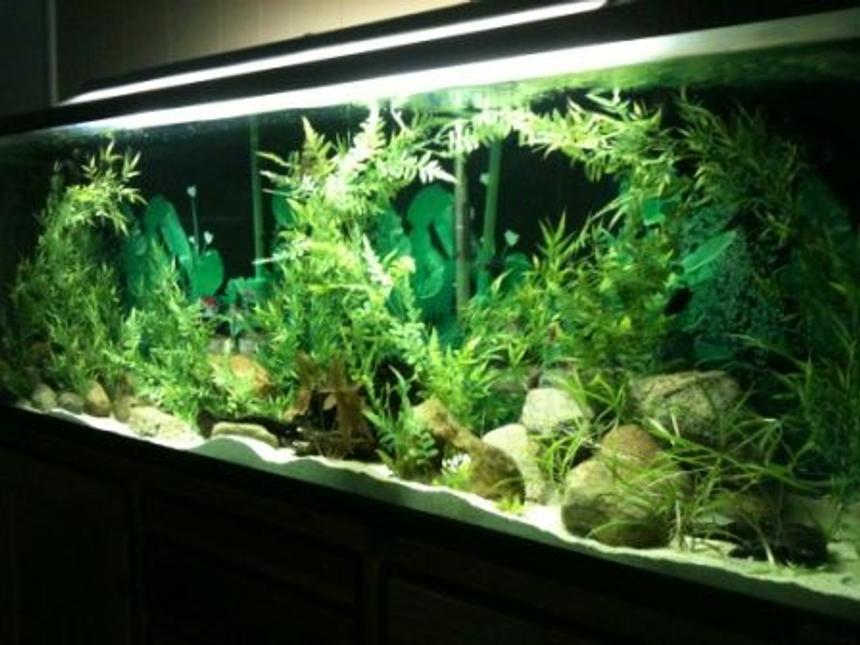 Rated #45: 135 Gallons Planted Tank - fresh setup
