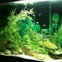 fish tank picture - 4