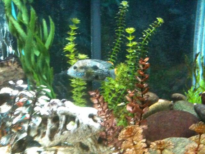 freshwater fish - aequidens rivulatus - green terror stocking in 65 gallons tank - green terror