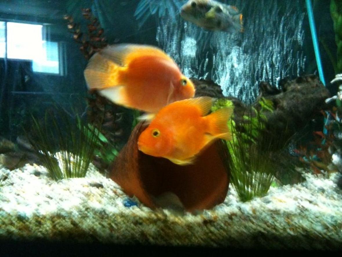 freshwater fish - heros severus x amphilophus citrinellum - blood parrot stocking in 65 gallons tank - parrots