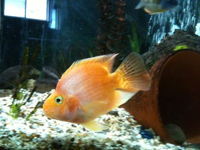 freshwater fish - heros severus x amphilophus citrinellum - blood parrot stocking in 65 gallons tank - parrot