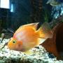 freshwater fish - heros severus x amphilophus citrinellum - blood parrot stocking in 65 gallons tank - parrot