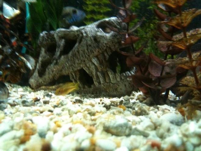 freshwater fish - melanochromis johannii - johanni cichlid stocking in 65 gallons tank - baby johanni being eyed up by green terror