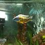 freshwater fish - protomelas steveni - taiwan reef stocking in 65 gallons tank - reef