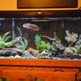 55 gallons freshwater fish tank (mostly fish and non-living decorations) - Update Aug 2010
