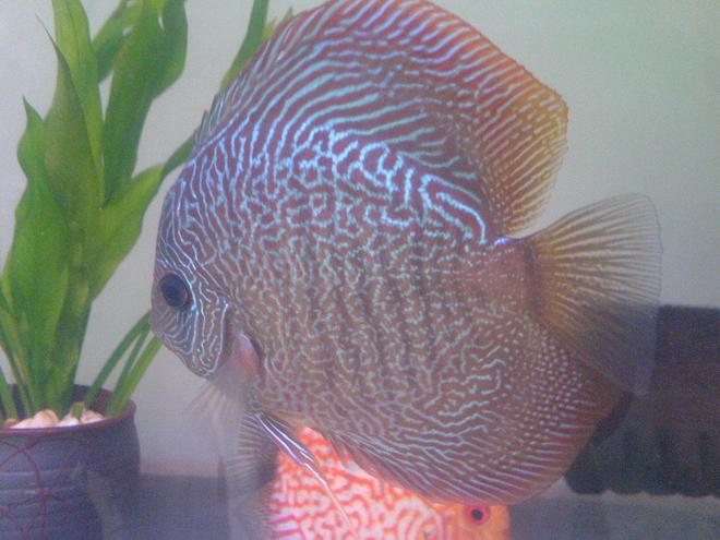 freshwater fish - symphysodon spp. - snakeskin discus stocking in 20 gallons tank - Maze pattern snake skin Discus