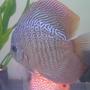 freshwater fish - symphysodon spp. - snakeskin discus stocking in 20 gallons tank - Maze pattern snake skin Discus