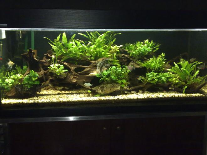 80 gallons planted tank (mostly live plants and fish) - This is my current tank,

It is a lower delta tropical pond setting and the plants are all matured for about 3 years now.