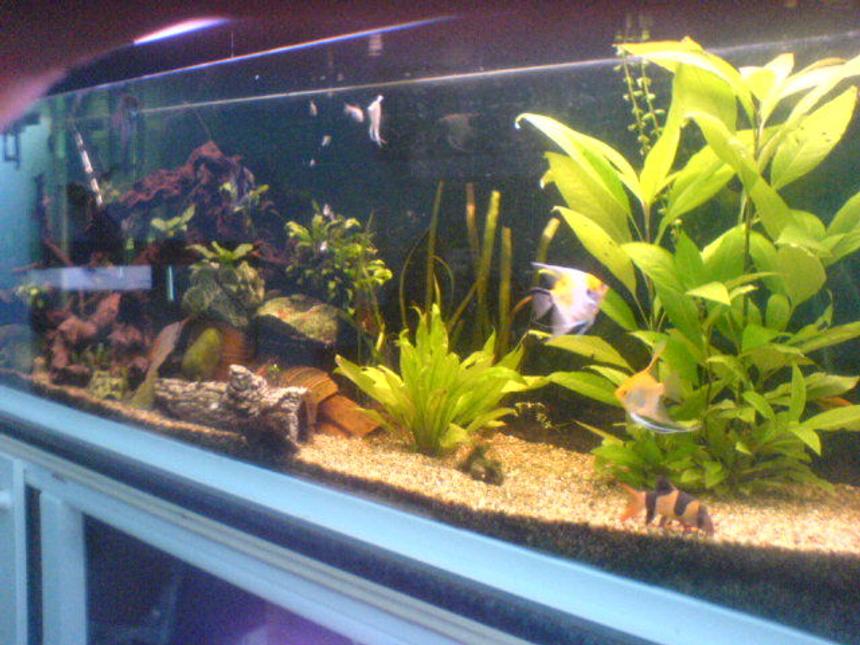 Rated #126: 113 Gallons Planted Tank - 1