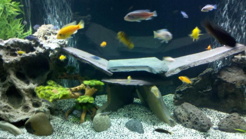 Rated #50: Freshwater Fish Stocking In 90 Gallons Tank