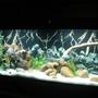55 gallons freshwater fish tank (mostly fish and non-living decorations) - Marineland 55g Cichlid Tank