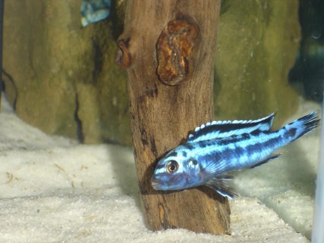 freshwater fish - melanochromis cyaneorhabdos - maingano cichlid stocking in 55 gallons tank - Melanochromis cyaneorhabdos