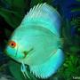 freshwater fish - symphysodon spp. - neon blue discus stocking in 60 gallons tank - my blue cobalt discus
