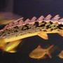 freshwater fish - polypterus ornatipinnis - ornate bichir stocking in 200 gallons tank - Bichir